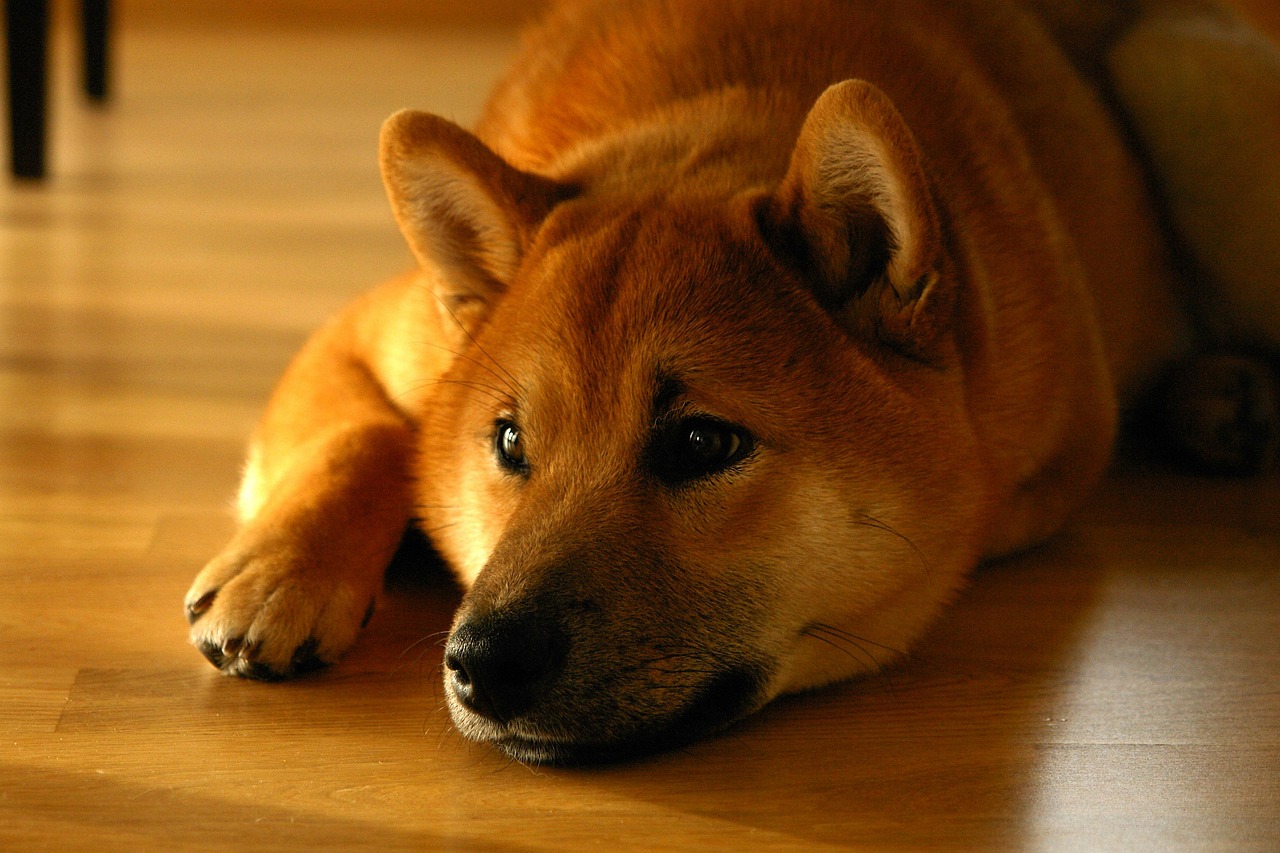 秋田犬币（AKITA）上哪些交易所？AKITA币交易平台全解析，AKITA币在哪能买？秋田犬币主流交易平台全面盘点