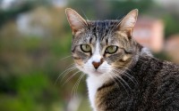 小柴犬币7月登陆多家头部交易所，memecoin赛道能否再掀热浪？