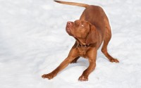 PITB比特犬币上线交易所时间全解析，最新进展与市场提醒