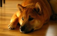 Shiba Inu（SHIB）何时登陆更多美国主流交易所？现状与未来趋势