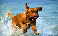 狗币（Dogecoin）挖矿全攻略，从入门到实践，零基础玩转狗币挖矿，从入门到实战的完整指南