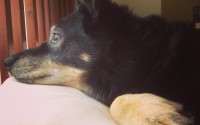 柴犬币（SHIB）四月底密集上线交易所，狗狗币杀手迎来高光时刻？柴犬币SHIB四月末密集登陆各大交易所，狗狗币杀手的高光时刻真的来了吗？