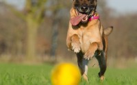马犬币上哪个交易所了？教你正确查询上线信息、避开假消息陷阱，马犬币究竟上线哪些交易所？手把手教你核实信息、识破假消息套路