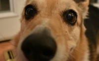 新手实操指南，如何用BNB购买狗狗币（DOGE）并安全存入冷钱包