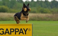 Doge币挖矿能耗全解析，萌犬币背后的电力账单与环保之辩，挖一枚Doge币要烧多少电？揭秘狗狗币背后的惊人能耗与环保争议