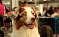柴犬币冷钱包指南，你需要知道的BNB关联问题