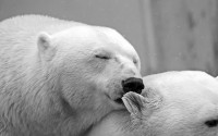 柴犬币挖矿盈利全攻略，普通人如何通过挖矿挖取SHIB实现收益？