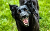 狂犬币挖矿unmi入门指南，新手如何参与狗狗币挖矿