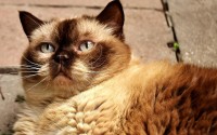 四猫WiFi的猫币怎么到交易所？操作流程与风险提示全解析，四猫WiFi猫币提币到交易所全流程指南，操作步骤详解与风险防范必读