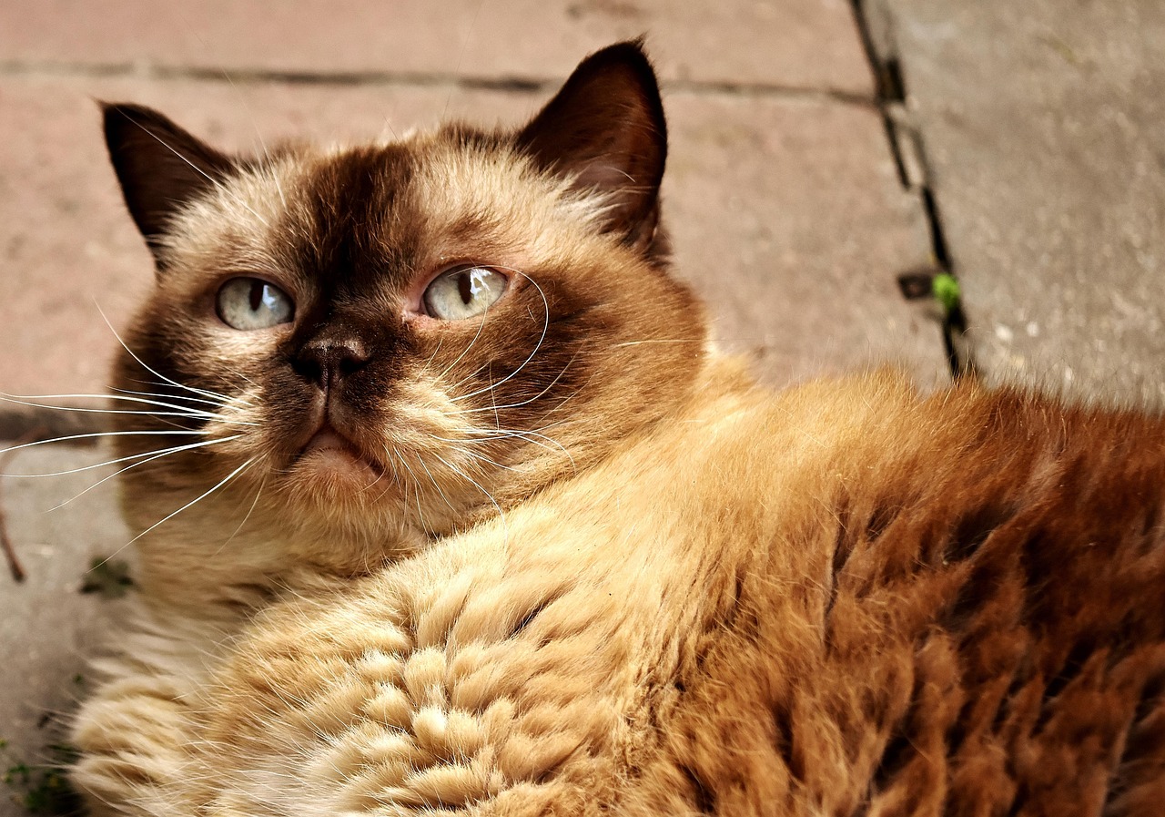 四猫WiFi的猫币怎么到交易所?操作流程与风险提示全解析,四猫WiFi猫币提币到交易所全流程指南,操作步骤详解与风险防范必读 四猫WiFi的猫币怎么到交易所?操作流程与风险提示全解析,四猫WiFi猫币提币到交易所全流程指南,操作步骤详解与风险防范必读